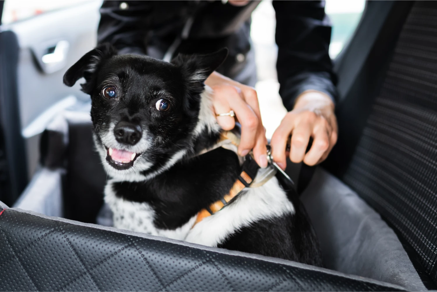 Dalmatians Dog Safety Belt for Audi Q5