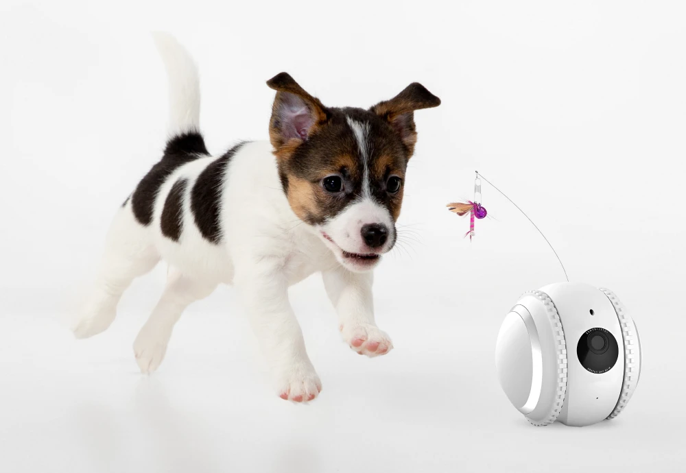 indoor camera pet